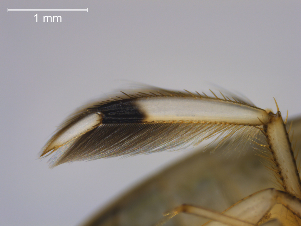 Callicorixa praeusta